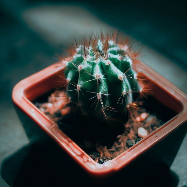květináč kaktus